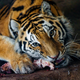 Illustration for article titled China Is Turning Tiger Bones Into Wine